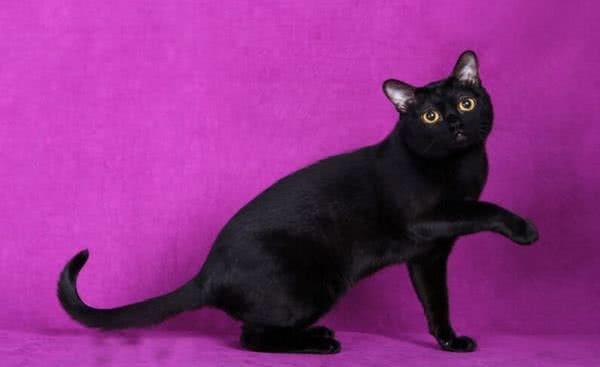 每日一猫（第十六篇）孟买猫