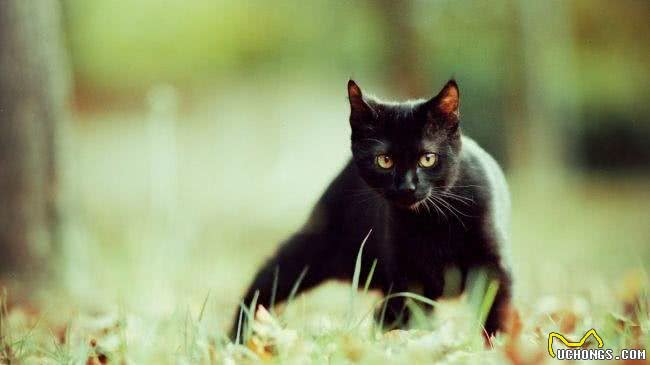 每日一猫（第十六篇）孟买猫