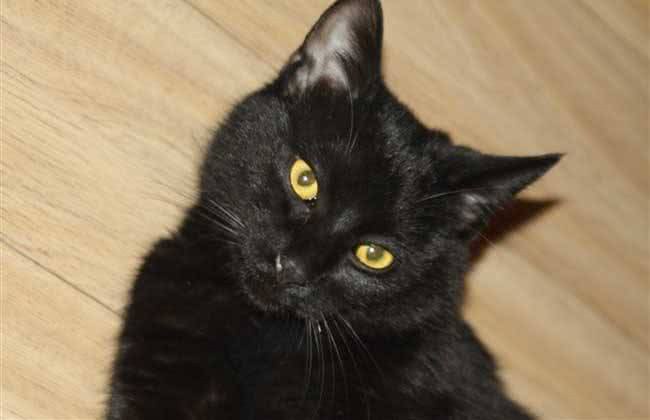 每日一猫（第十六篇）孟买猫