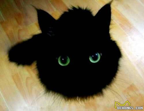 每日一猫（第十六篇）孟买猫