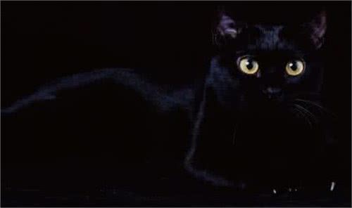 每日一猫（第十六篇）孟买猫