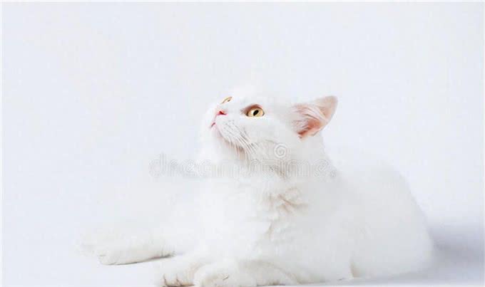 土耳其安哥拉猫