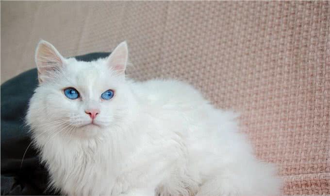 土耳其安哥拉猫