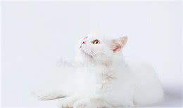 土耳其安哥拉猫