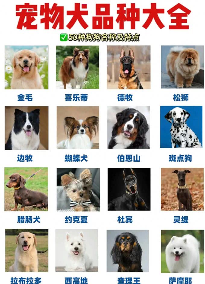 养狗人的反思!5种曾被誉为最佳选择的狗狗，今天还能入选吗?