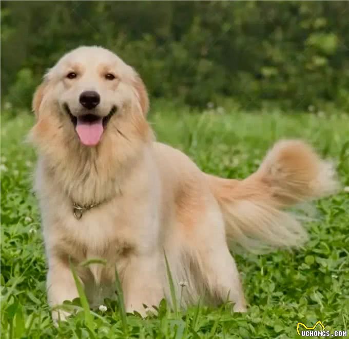 养狗人的反思!5种曾被誉为最佳选择的狗狗，今天还能入选吗?