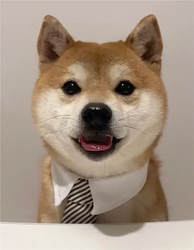 养狗人的反思!5种曾被誉为最佳选择的狗狗，今天还能入选吗?