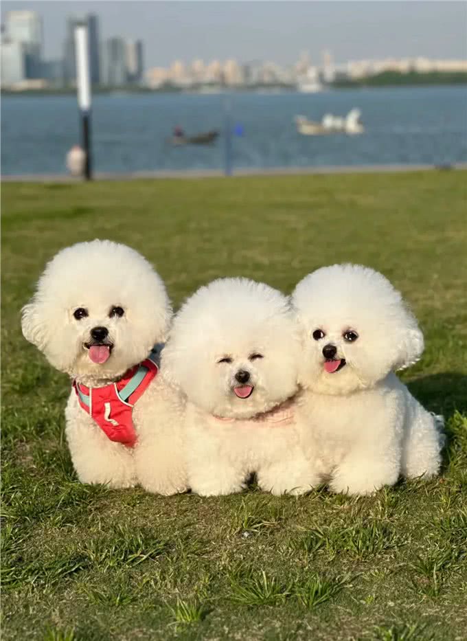 养狗人的反思!5种曾被誉为最佳选择的狗狗，今天还能入选吗?