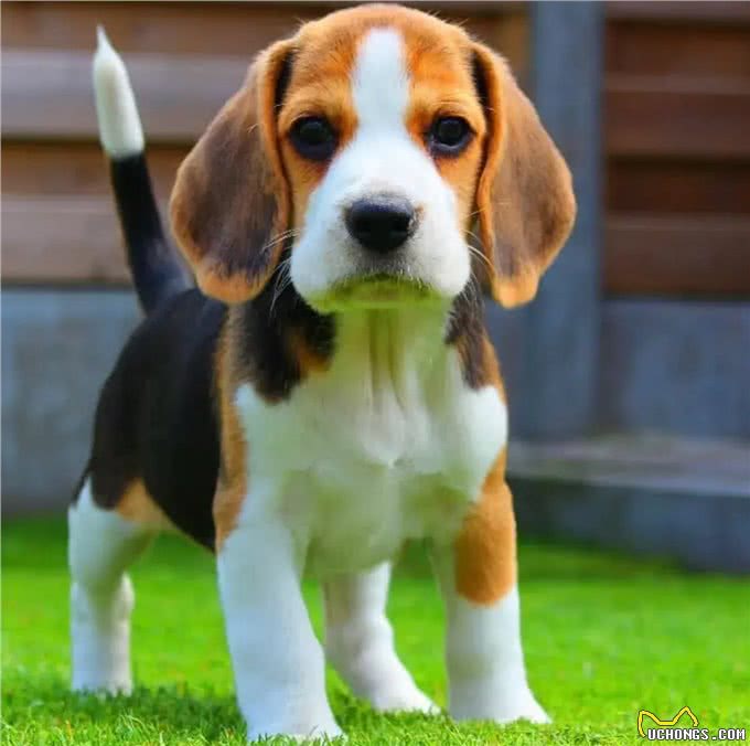 养狗人的反思!5种曾被誉为最佳选择的狗狗，今天还能入选吗?