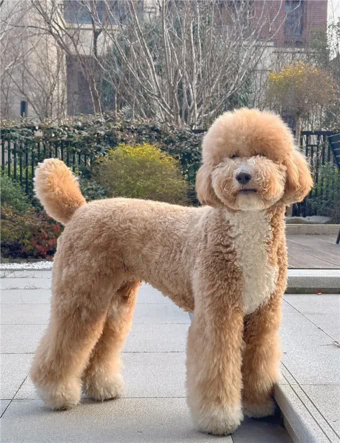 养狗人的反思!5种曾被誉为最佳选择的狗狗，今天还能入选吗?