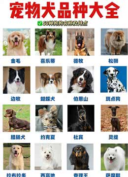 养狗人的反思!5种曾被誉为最佳选择的狗狗，今天还能入选吗?