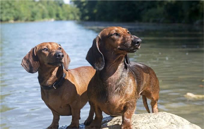 长身短腿的腊肠犬为何养的人这么少?这6点也许是原因