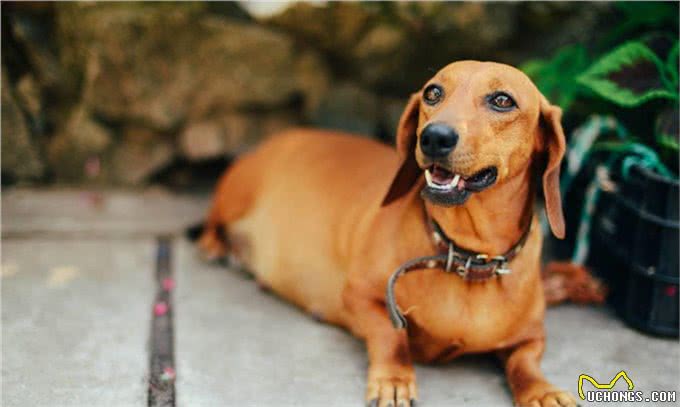 长身短腿的腊肠犬为何养的人这么少?这6点也许是原因