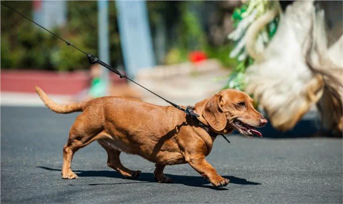 长身短腿的腊肠犬为何养的人这么少?这6点也许是原因