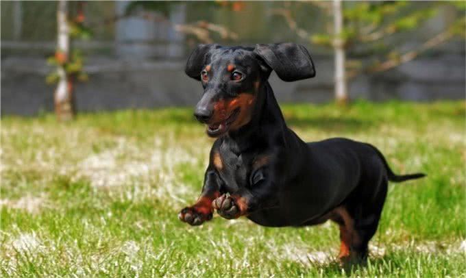 长身短腿的腊肠犬为何养的人这么少?这6点也许是原因