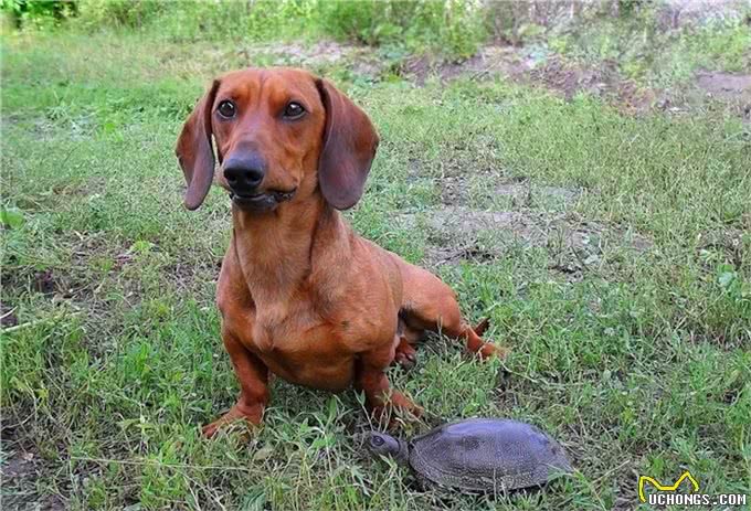 长身短腿的腊肠犬为何养的人这么少?这6点也许是原因