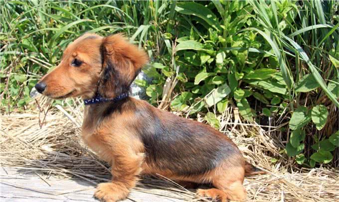 长身短腿的腊肠犬为何养的人这么少?这6点也许是原因