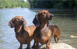 长身短腿的腊肠犬为何养的人这么少?这6点也许是原因