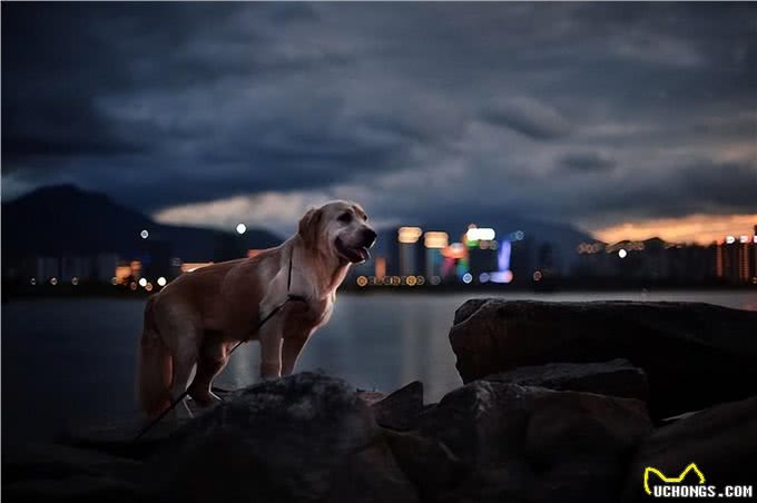 狗为何有时半夜会对着门口狂吠?难道真看到了不干净的东西?