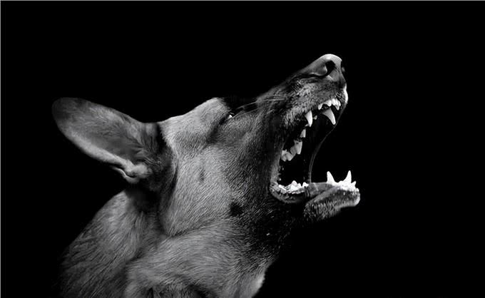 狗为何有时半夜会对着门口狂吠?难道真看到了不干净的东西?