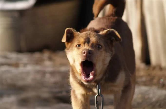 狗为何有时半夜会对着门口狂吠?难道真看到了不干净的东西?