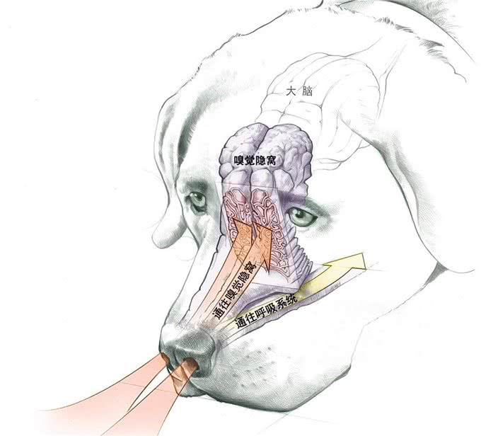 狗为何有时半夜会对着门口狂吠?难道真看到了不干净的东西?