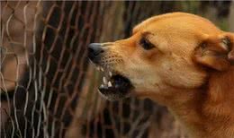 狗为何有时半夜会对着门口狂吠?难道真看到了不干净的东西?