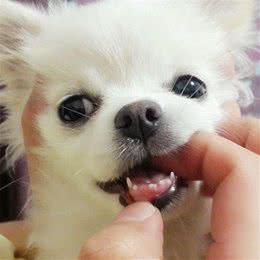 你知道如何轻松又安全的度过狗狗的换牙期吗?