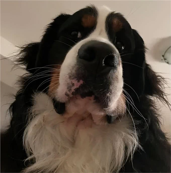 伯恩山犬重116斤却爱撒娇跟主人十指紧扣，简直又暖又困扰…