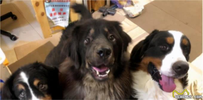 伯恩山犬重116斤却爱撒娇跟主人十指紧扣，简直又暖又困扰…