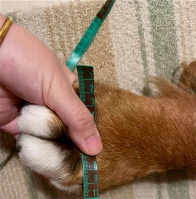 伯恩山犬重116斤却爱撒娇跟主人十指紧扣，简直又暖又困扰…