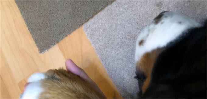 伯恩山犬重116斤却爱撒娇跟主人十指紧扣，简直又暖又困扰…