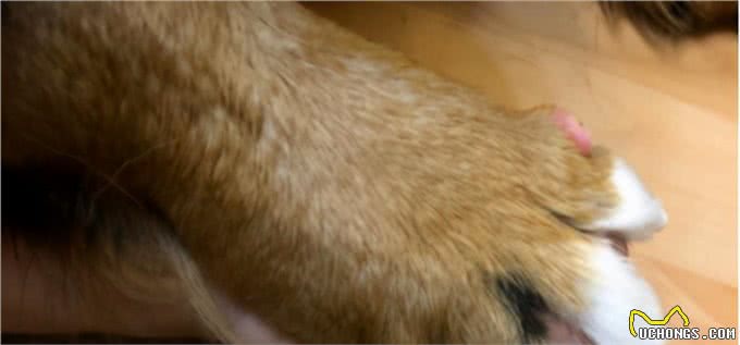 伯恩山犬重116斤却爱撒娇跟主人十指紧扣，简直又暖又困扰…