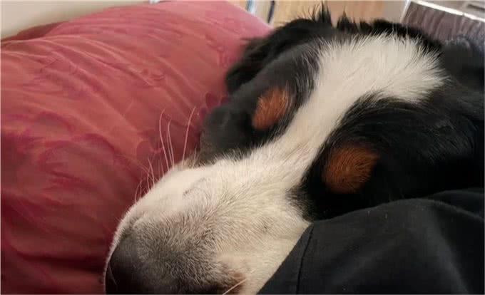 伯恩山犬重116斤却爱撒娇跟主人十指紧扣，简直又暖又困扰…