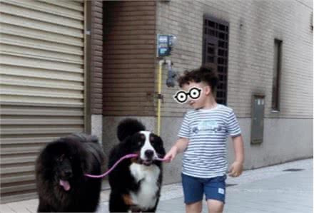 伯恩山犬重116斤却爱撒娇跟主人十指紧扣，简直又暖又困扰…