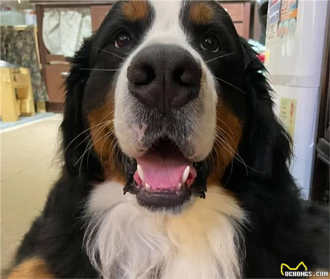 伯恩山犬重116斤却爱撒娇跟主人十指紧扣，简直又暖又困扰…