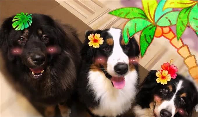 伯恩山犬重116斤却爱撒娇跟主人十指紧扣，简直又暖又困扰…