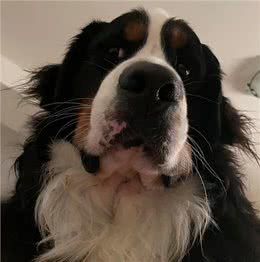 伯恩山犬重116斤却爱撒娇跟主人十指紧扣，简直又暖又困扰…