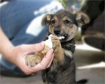 狗狗食物中毒以后会有什么症状，预防措施有哪些?