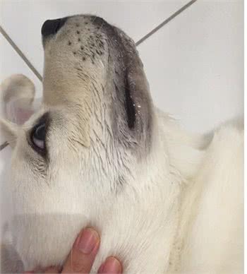 狗狗食物中毒以后会有什么症状，预防措施有哪些?