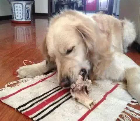 铲屎官最容易犯的养狗误区，你中了几条?