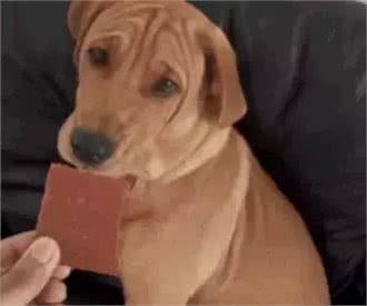 铲屎官最容易犯的养狗误区，你中了几条?