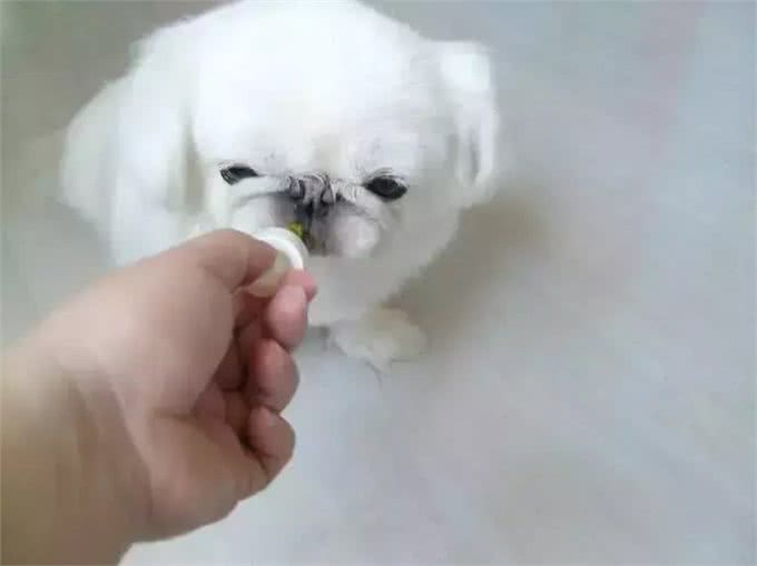 铲屎官最容易犯的养狗误区，你中了几条?