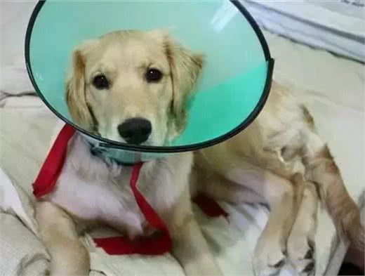 铲屎官最容易犯的养狗误区，你中了几条?