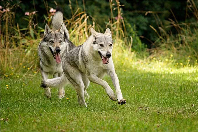 这几条凶狠如狼，一般人驾驭不住哦!你敢养吗