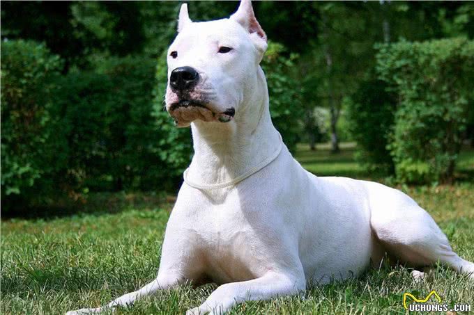 这几条凶狠如狼，一般人驾驭不住哦!你敢养吗