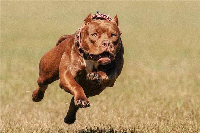 这几条凶狠如狼，一般人驾驭不住哦!你敢养吗