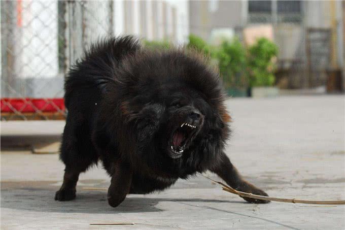 这几条凶狠如狼，一般人驾驭不住哦!你敢养吗