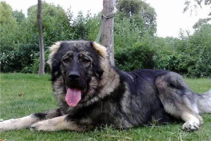 这几条凶狠如狼，一般人驾驭不住哦!你敢养吗