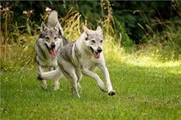 这几条凶狠如狼，一般人驾驭不住哦!你敢养吗